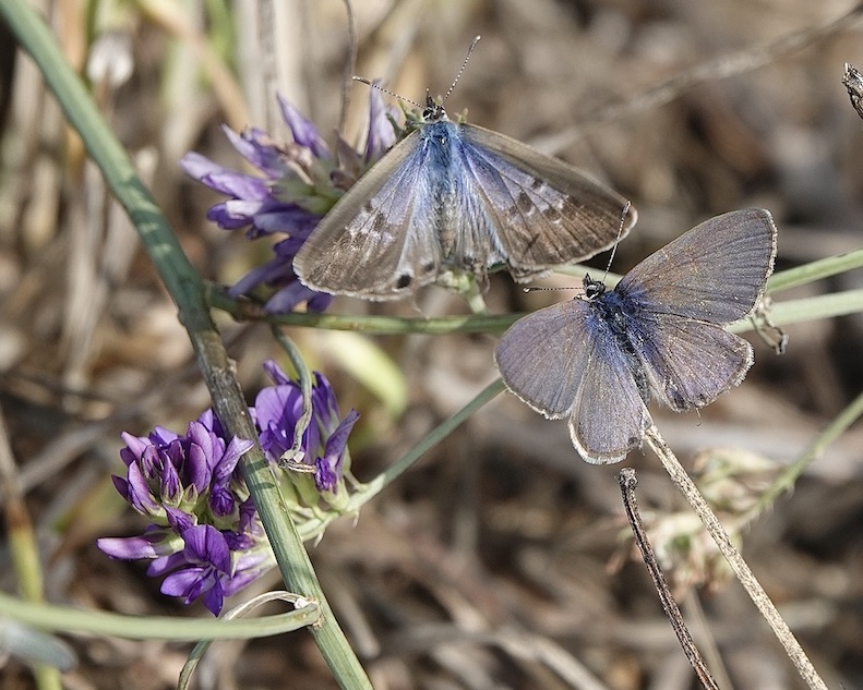 Lang's short-tailed blue